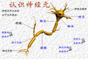 神經細胞形狀|神經元細胞:說明,神經元分類,細胞結構,組成結構,樹突,軸突,